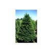 6-7-ft Fresh-Cut Douglas Fir Christmas Tree 1 6-7-ft Fresh-Cut Douglas Fir Christmas Tree -Northlight Paradise 31565072 L
