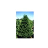 5-6-ft Fresh-Cut Douglas Fir Christmas Tree 2 5-6-ft Fresh-Cut Douglas Fir Christmas Tree -Northlight Paradise 31565697 L