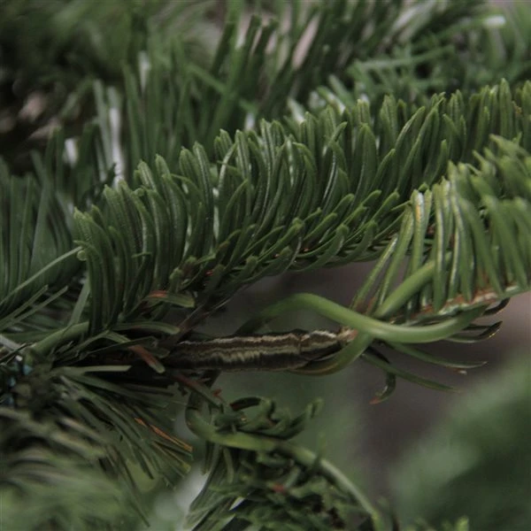 Northlight 6.5 Ft Layered Nordmann Fir Artificial Christmas Tree - Unlit 4 Northlight 6.5 Ft Layered Nordmann Fir Artificial Christmas Tree - Unlit - Image 2