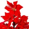 Northlight 4-ft Pre-Lit Fibre Optic Colour Changing Red Poinsettia Christmas Tree 1 Northlight 4-ft Pre-Lit Fibre Optic Colour Changing Red Poinsettia Christmas Tree -Northlight Paradise 331054545 AlternateImage3 l