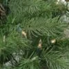 Northlight 24-in Noble Fir With Berries And Pine Cones Christmas Wreath -Northlight Paradise 331054573 AlternateImage1 l