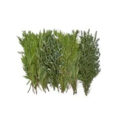 Northlight Paradise -Northlight Paradise 331063540 AlternateImage4 l