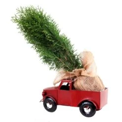Tropi Co 22-in Pickup Decor And Live Mini Christmas Tree -Northlight Paradise 331065422 AlternateImage2 l