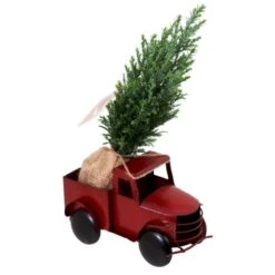 Tropi Co 12-in Pickup Decor And Live Mini Christmas Tree - Set Of 4 -Northlight Paradise 331065423 AlternateImage1 l