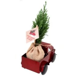 Tropi Co 12-in Pickup Decor And Live Mini Christmas Tree - Set Of 4 -Northlight Paradise 331065423 AlternateImage3 l