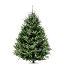 Green Plus Nurseries Balsam Christmas Tree 3-4-ft With Stand